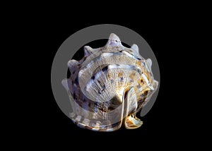 Isolated sea shell on black background
