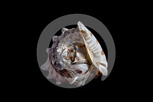 Isolated sea shell on black background
