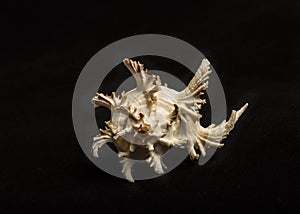 Isolated sea shell on black background