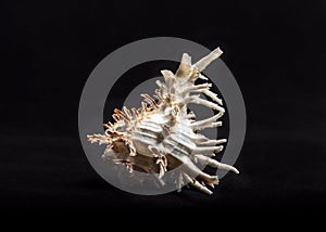 Isolated sea shell on black background