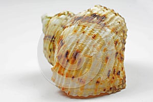 Isolated sea shell