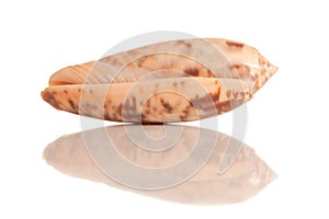 Isolated sea shell with reflection