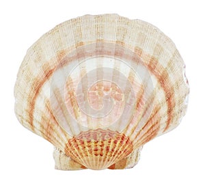 Isolated sea shell