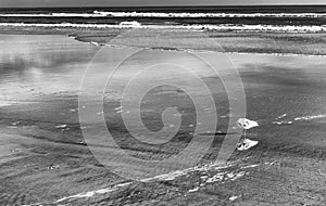 Isolated Seagull on the beach