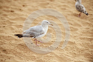 An isolated seagull on the beach with copy space