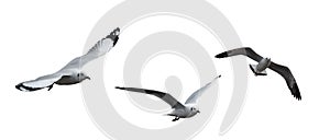 Isolated Seagull Birds