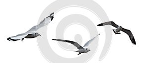 Isolated Seagull Birds