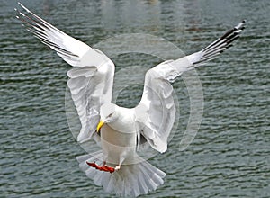 An isolated seagull coming into land