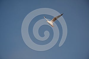 Isolated seagull flying in the air alone