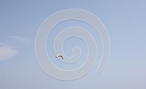 A seagull in flight in the bright blue sky.