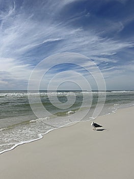 Isolated seagull standing on beach shoreline