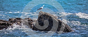 Isolated seagull standing on the rock on the sea screaming