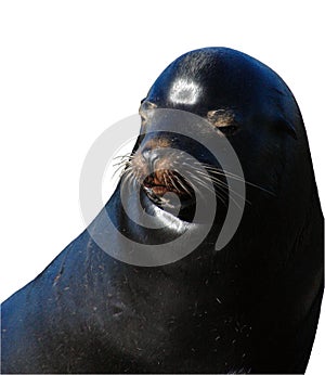 Isolated Seal Face
