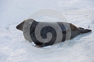 Isolated seal on ice during winter