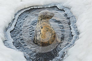 Isolated seal on ice during winter
