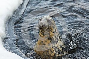 Isolated seal on ice during winter