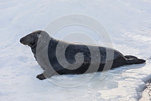 Isolated seal on ice during winter