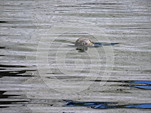 Isolated Seal Sea Lion Head on Water Surface