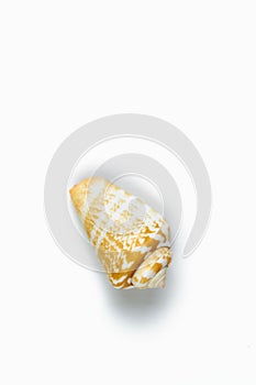 Isolated seashell on a white background