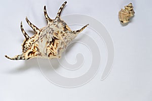 An isolated seashells with white background.