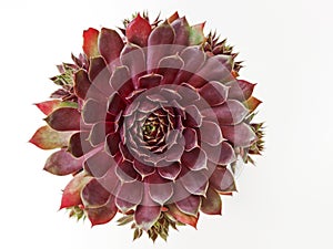 Isolated Sempervivum plant