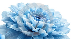 Isolated Shaggy Light Blue Dahlia Flower on White Background with Clipping Path for Design