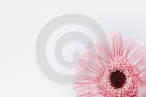 Isolated shallow focus closeup shot of a pink Transvaal Daisy flower in front of a white background