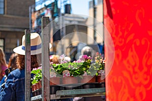 Isolated, shallow focus on plants being sold in an open air florist in a city centre.