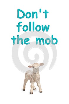 Isolated sheep with message Do not follow the mob