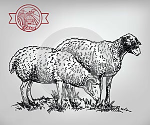 Isolated sheep on a white background. Cattle breeding