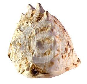 Isolated Shell of a Helmet Snail