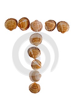 Isolated shell letter T