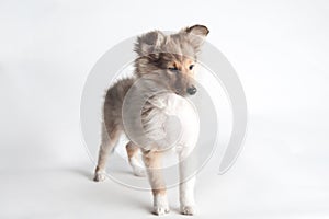 Isolated shetland sheepdog puppy in the studio