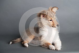 Isolated shetland sheepdog puppy in the studio