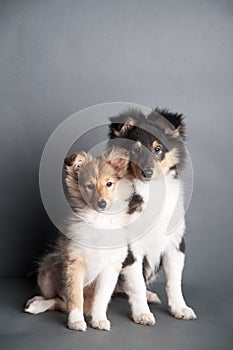 Isolated shetland sheepdog puppy in the studio