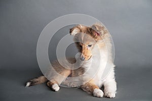 Isolated shetland sheepdog puppy in the studio