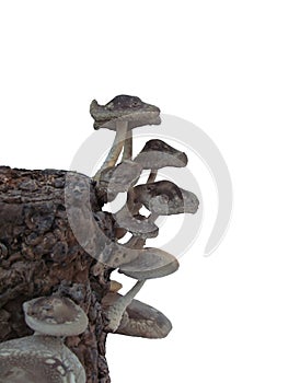Isolated Shiitake mushrooms on log