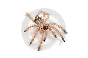 Isolated shoot of brown spider`s molt