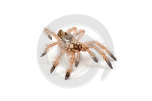 Isolated shoot of brown spider`s moult