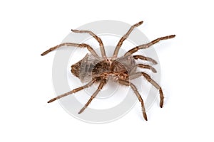 Isolated shoot of spider`s pelt