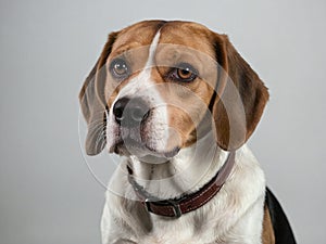Isolated shot of a beagle dog up close.