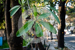 An isolated shot of blackboard tree leaves with out of focus background roadside in India. Alstonia scholaris, commonly called