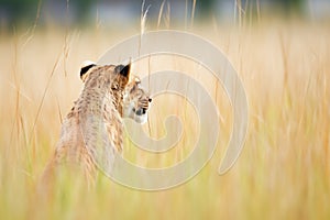 isolated shot of a cougar tail in tall savannah grass signalling attack