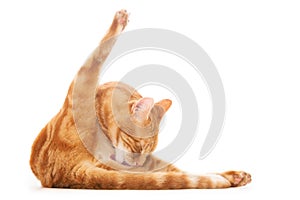 Isolated shot of a ginger cat grooming itself with its tongue in front of a white background