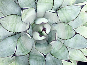 An isolated shot of a green aloe succulent plant. Top view.
