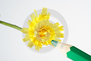 Isolated shot of a green pencil next to a flower