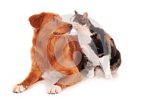 Isolated shot of a Retriever dog snuggling with a calico cat in front of a white background