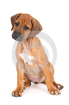 Isolated shot of Rhodesian Ridgeback puppy sitting in front of white background looking at camera