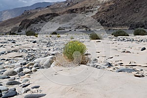 An isolated shrub on river bank between sand and stones.