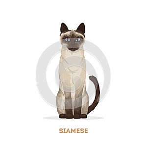 Isolated siamese cat.